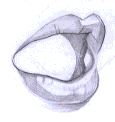 Flash̳̣ͨͺLƷ