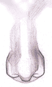 Flash̳̣ͨͺLƷ