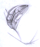 Flash̳̣ͨͺLƷ