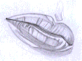 Flash̳̣ͨͺLƷ