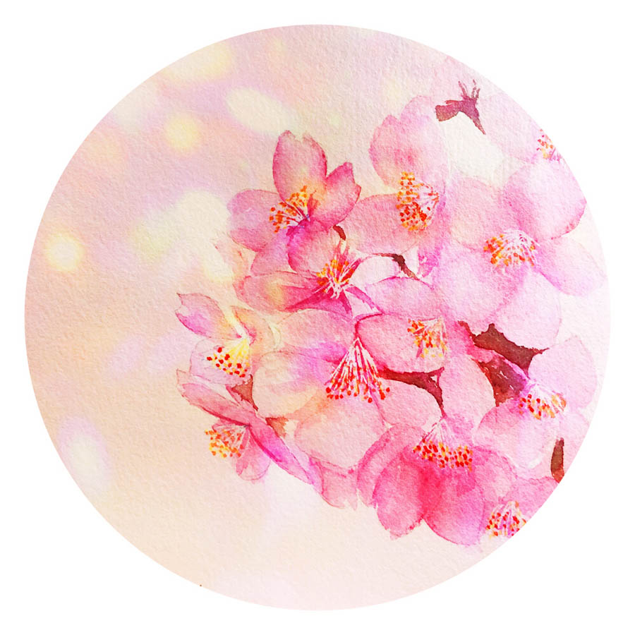 繪制水彩風(fēng)格的櫻花作品