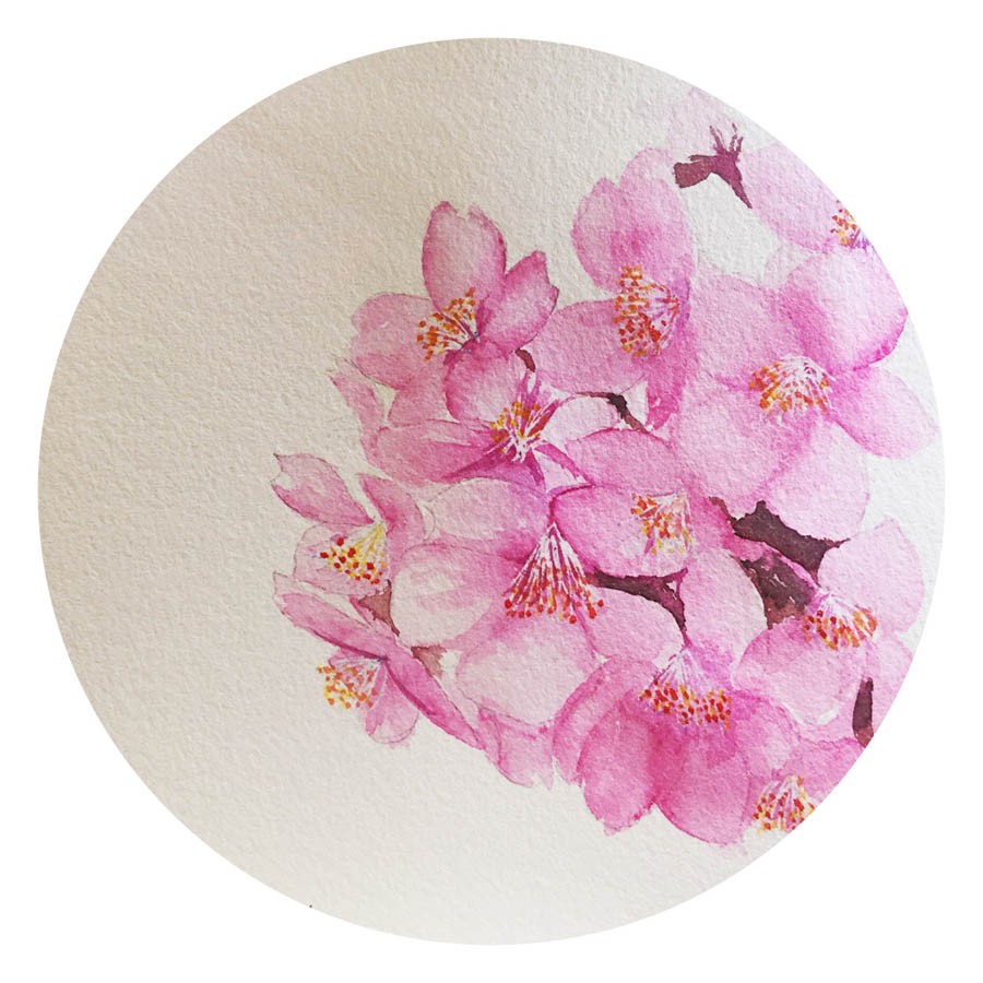 繪制水彩風(fēng)格的櫻花作品