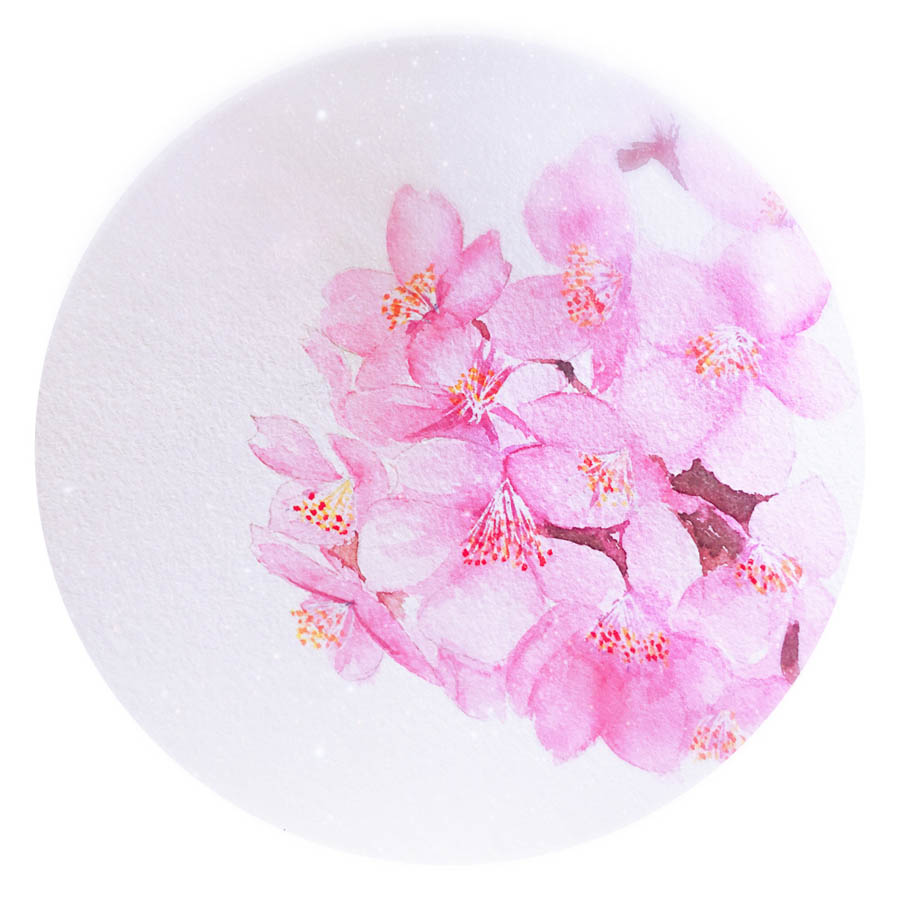 繪制水彩風(fēng)格的櫻花作品