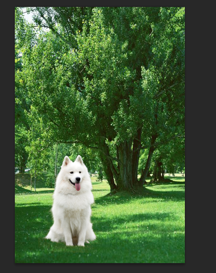 PhotoshopԔΓë׵С